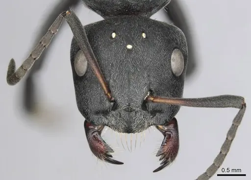 Camponotus mayri specimen CASENT0251422 image casent0251422_3
