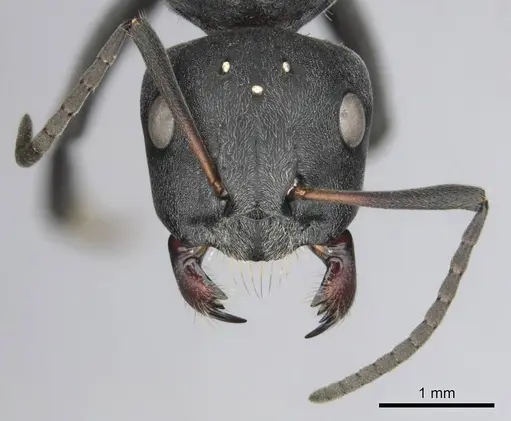 Camponotus mayri specimen CASENT0251422 image casent0251422_4