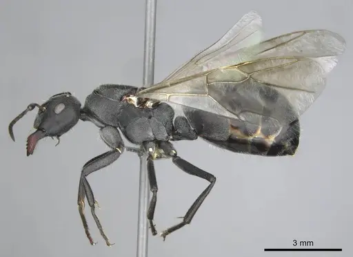 Camponotus mayri specimen CASENT0251422 image casent0251422_5