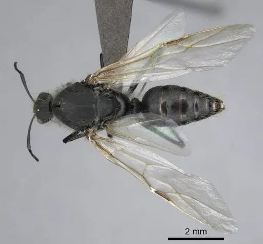 Camponotus mayri specimen CASENT0251423 image casent0251423_1