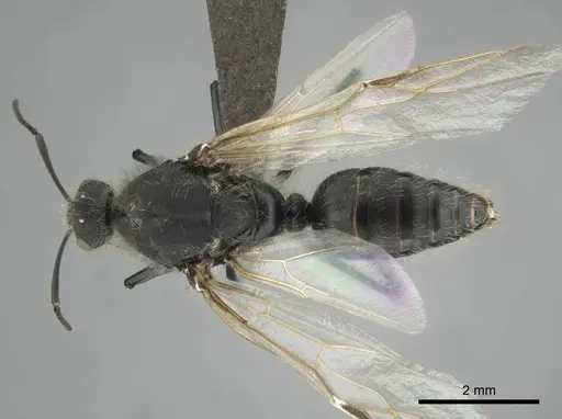 Camponotus mayri specimen CASENT0251423 image casent0251423_2