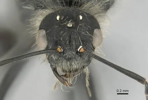 Camponotus mayri specimen CASENT0251423 image casent0251423_3