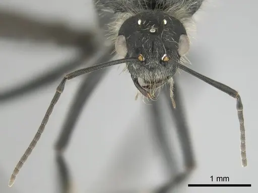 Camponotus mayri specimen CASENT0251423 image casent0251423_4