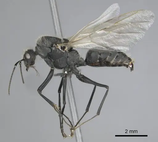 Camponotus mayri specimen CASENT0251423 image casent0251423_5