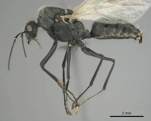 Camponotus mayri specimen CASENT0251423 image casent0251423_6