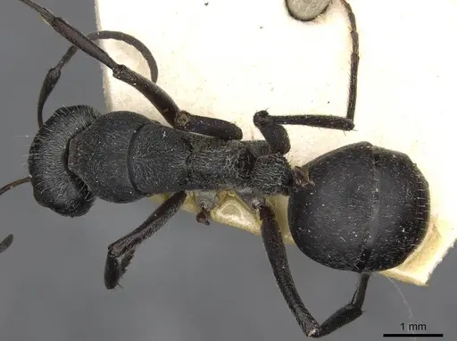 Camponotus mayri specimen CASENT0910445 image casent0910445_1