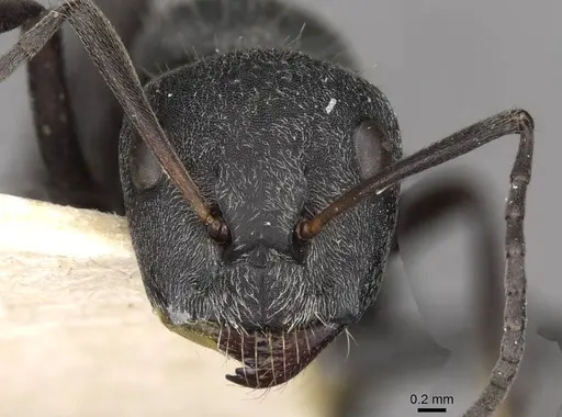 Camponotus mayri specimen CASENT0910445 image casent0910445_2