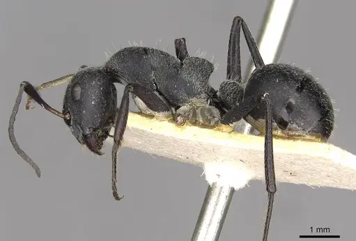Camponotus mayri specimen CASENT0910445 image casent0910445_3