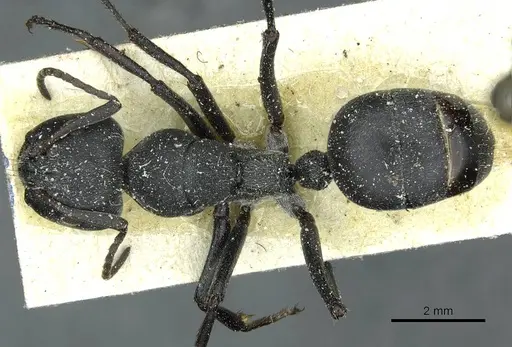 Camponotus mayri specimen CASENT0911866 image casent0911866_1