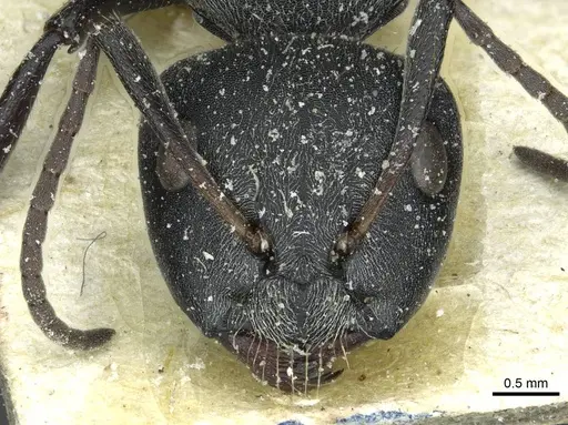 Camponotus mayri specimen CASENT0911866 image casent0911866_2