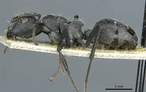 Camponotus mayri specimen CASENT0911866 image casent0911866_3