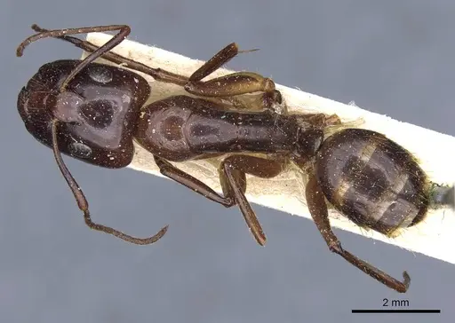 Camponotus medeus specimen CASENT0905499 image casent0905499_1