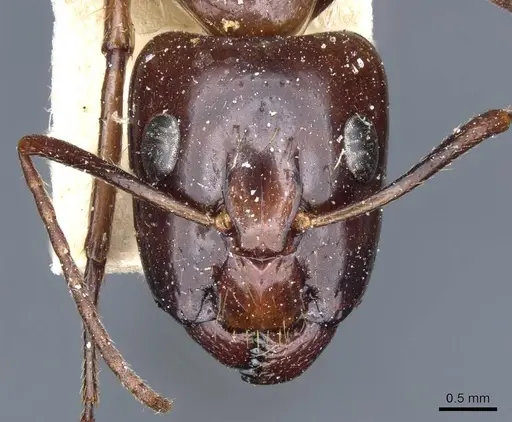 Camponotus medeus specimen CASENT0905499 image casent0905499_2