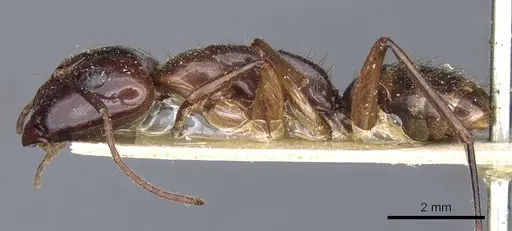 Camponotus medeus specimen CASENT0905499 image casent0905499_3