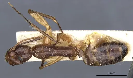 Camponotus medeus specimen CASENT0905500 image casent0905500_1