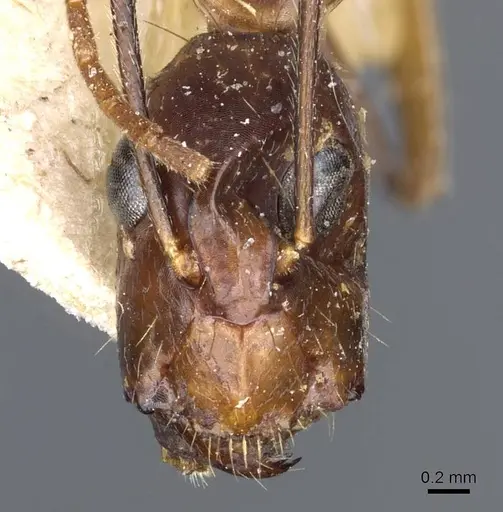 Camponotus medeus specimen CASENT0905500 image casent0905500_2