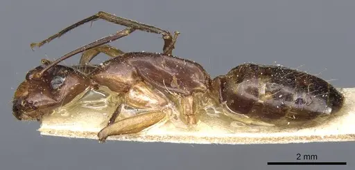 Camponotus medeus specimen CASENT0905500 image casent0905500_3