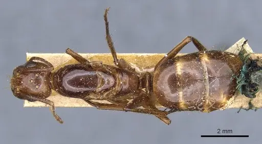Camponotus medeus specimen CASENT0905501 image casent0905501_1