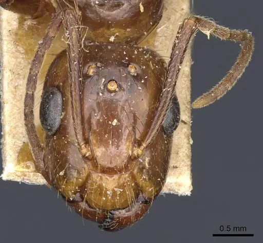 Camponotus medeus specimen CASENT0905501 image casent0905501_2