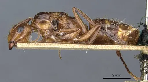 Camponotus medeus specimen CASENT0905501 image casent0905501_3
