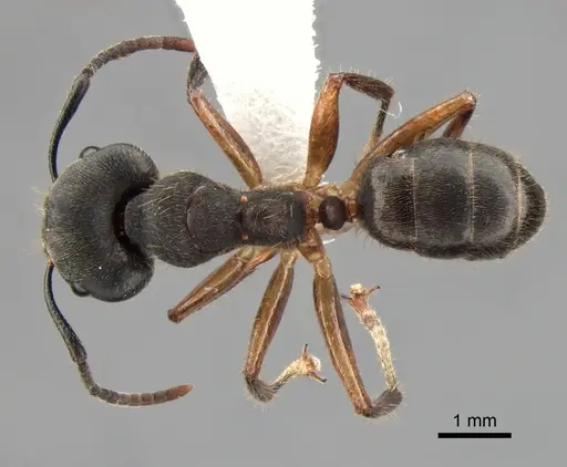 Camponotus megalonyx specimen CASENT0882007 image casent0882007_1