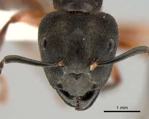 Camponotus megalonyx specimen CASENT0882007 image casent0882007_2