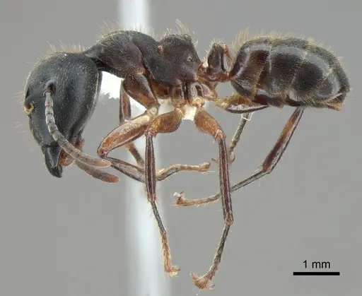 Camponotus megalonyx specimen CASENT0882007 image casent0882007_3