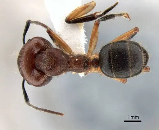 Camponotus megalonyx specimen CASENT0882008 image casent0882008_1