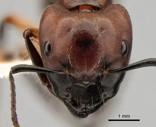 Camponotus megalonyx specimen CASENT0882008 image casent0882008_2