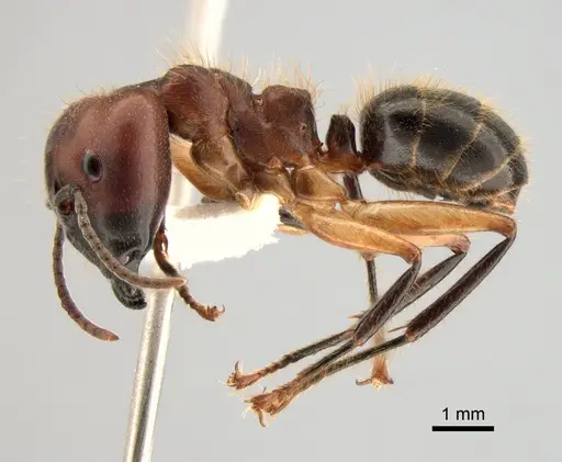 Camponotus megalonyx specimen CASENT0882008 image casent0882008_3