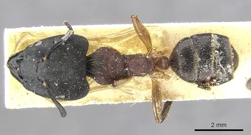 Camponotus megalonyx specimen CASENT0903575 image casent0903575_1