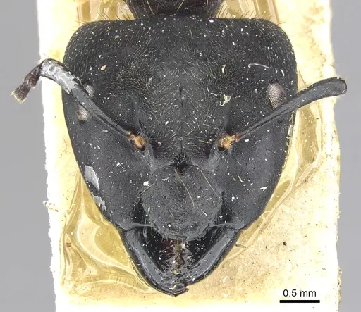 Camponotus megalonyx specimen CASENT0903575 image casent0903575_2