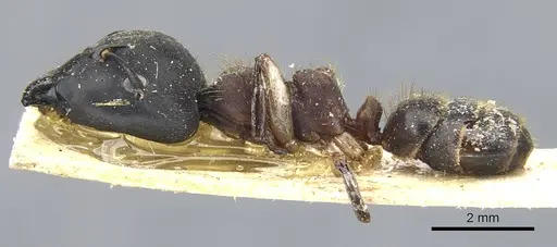 Camponotus megalonyx specimen CASENT0903575 image casent0903575_3