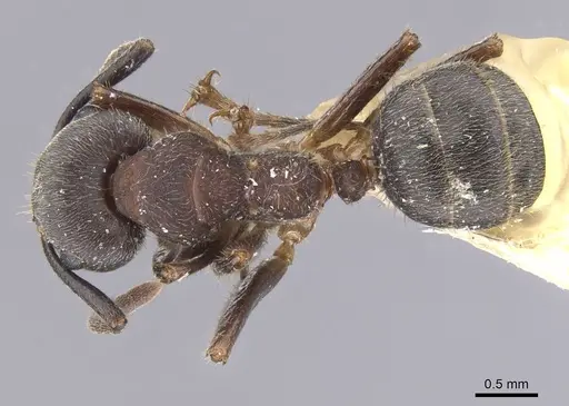 Camponotus megalonyx specimen CASENT0913753 image casent0913753_1