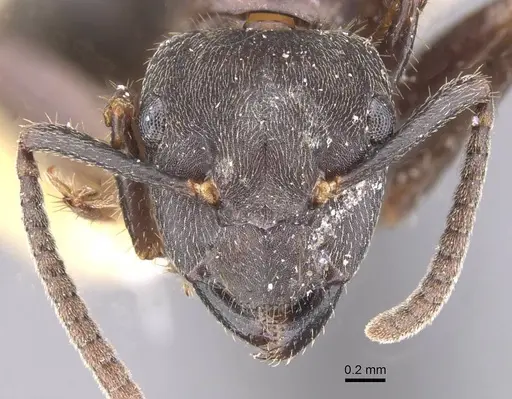Camponotus megalonyx specimen CASENT0913753 image casent0913753_2