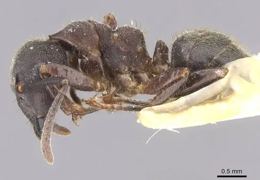 Camponotus megalonyx specimen CASENT0913753 image casent0913753_3