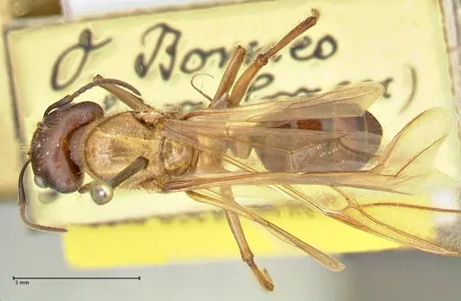 Camponotus megalonyx specimen FOCOL2399 image focol2399_1