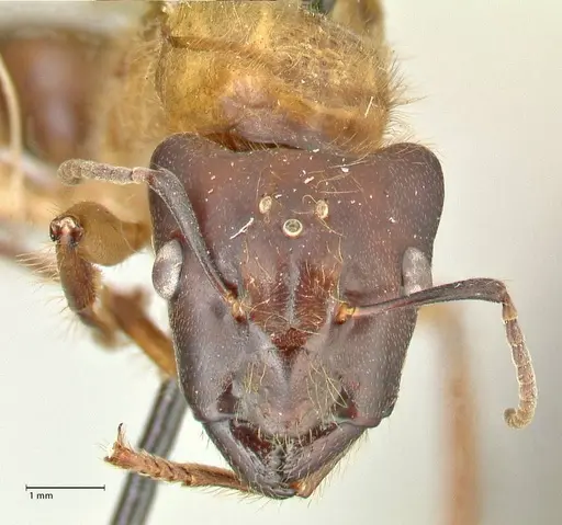 Camponotus megalonyx specimen FOCOL2399 image focol2399_2