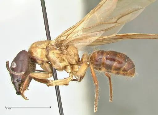 Camponotus megalonyx specimen FOCOL2399 image focol2399_3