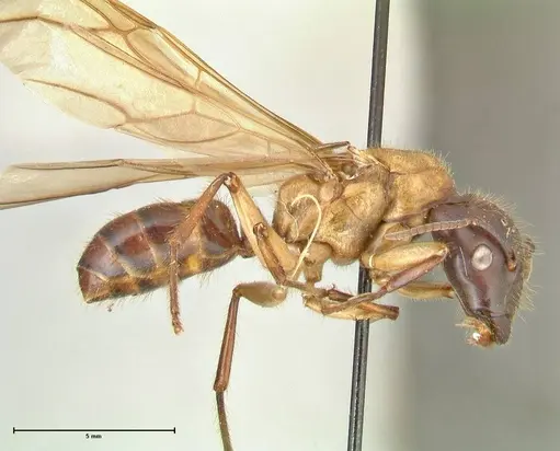 Camponotus megalonyx specimen FOCOL2399 image focol2399_4