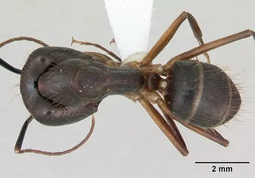 Camponotus melanoticus specimen CASENT0173430 image casent0173430_1
