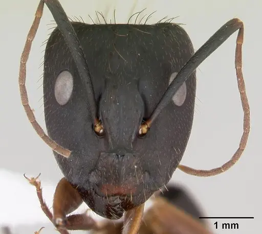 Camponotus melanoticus specimen CASENT0173430 image casent0173430_2