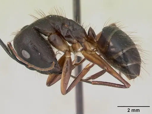 Camponotus melanoticus specimen CASENT0173430 image casent0173430_3