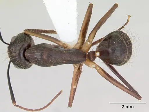 Camponotus melanoticus specimen CASENT0173431 image casent0173431_1