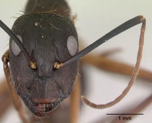 Camponotus melanoticus specimen CASENT0173431 image casent0173431_2