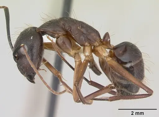 Camponotus melanoticus specimen CASENT0173431 image casent0173431_3
