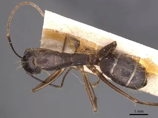 Camponotus melanoticus specimen CASENT0905222 image casent0905222_1