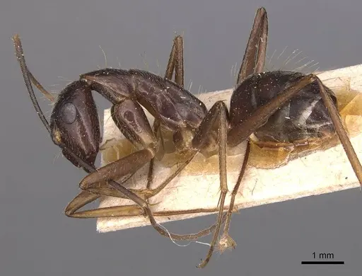 Camponotus melanoticus specimen CASENT0905222 image casent0905222_3