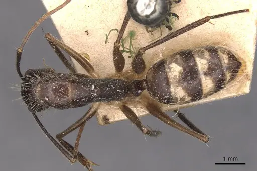 Camponotus melanoticus specimen CASENT0905258 image casent0905258_1
