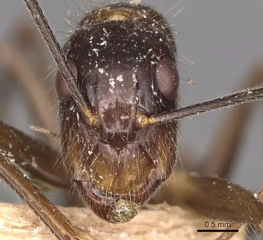 Camponotus melanoticus specimen CASENT0905258 image casent0905258_2